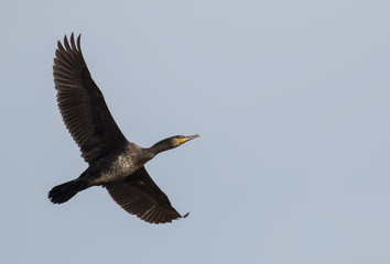 Great Cormorant (Phalacrocorax carbo)