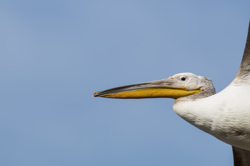 Fototapeta na wymiar Dalmatian Pelican (Pelecanus crispus)