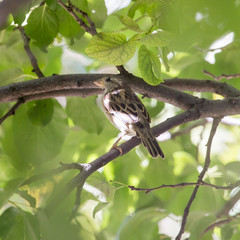 Sparrow on a tree