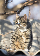 cat on the roof of a house on nature