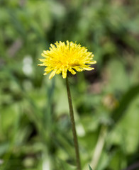 yellow dandelion on nature
