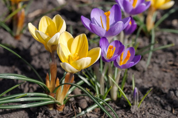 Krokus - Crocus flowers in spring