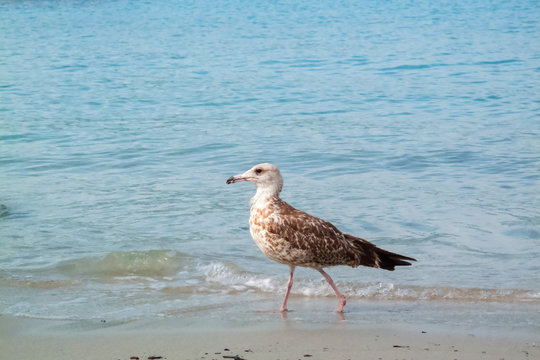Seagull standing on sea beach