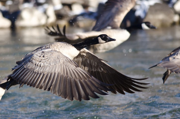 Canada Geese Taking to Flight from the River