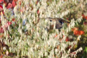 Female Wood Duck Flying Past the Autumn Foliage