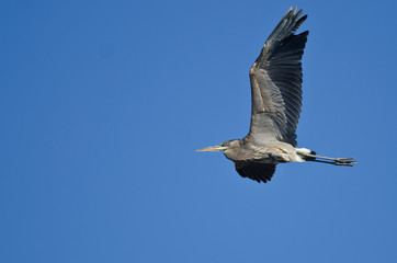 Great Blue Heron Flying in a Clear Sky