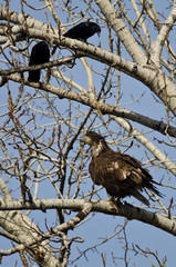 Young Bald Eagle Being Harassed by American Crows