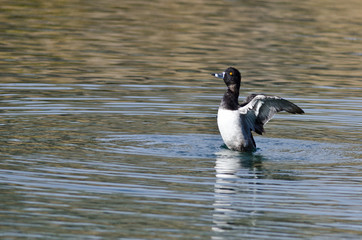Ring-Necked Duck Stretching Its Wings While Resting on the Water