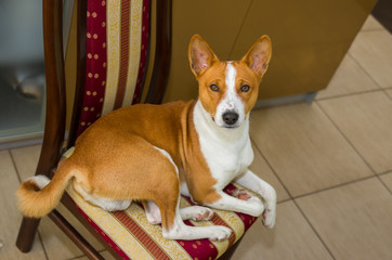 Cute basenji dog having rest on a chair