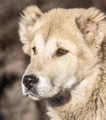 Portrait of a dog on the nature