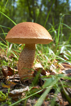 mushroom in the forest