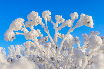 Iced burdock in the blue sky background.