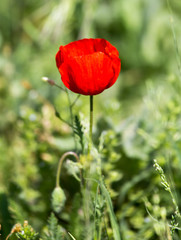 Obraz premium red poppy on nature