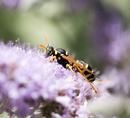 wasp on nature. macro