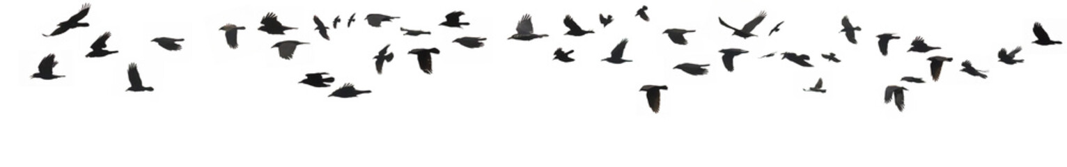 Fototapeta premium Crows and jackdaws