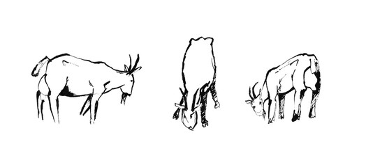 black and white sketch of three goats