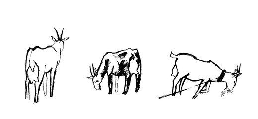 Fototapeta na wymiar black and white sketch of three goats