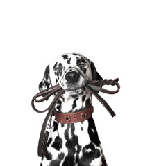Dalmatian is holding the leash in its mouth - obrazy, fototapety, plakaty