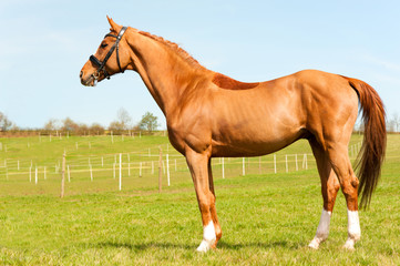 Purebred braided red stallion standing on pasturage. Exterior im