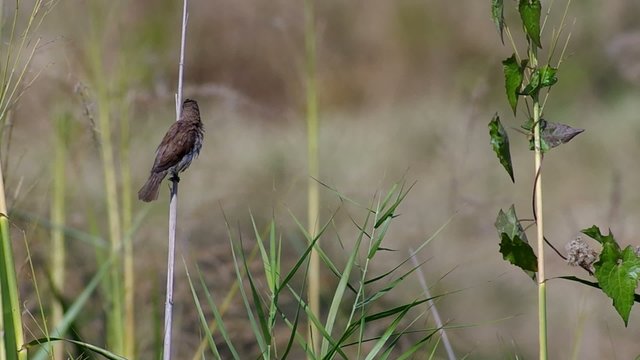 a Scaly-breasted Munia bied is relaxing on the grass shoot