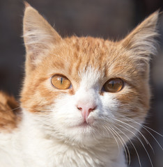 portrait of a cat in nature