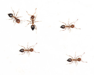 Fototapeta premium ants on a white wall. macro