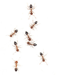 ants on a white wall. macro
