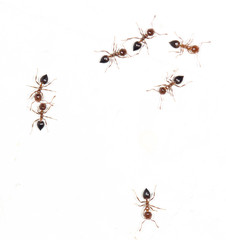 ants on a white wall. macro