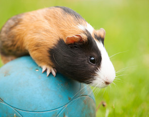 Guinea pig pet balancing on the ball