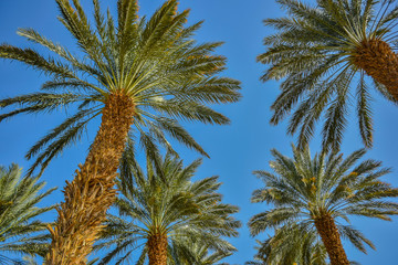 Fototapeta na wymiar Palm trees against the blue sky