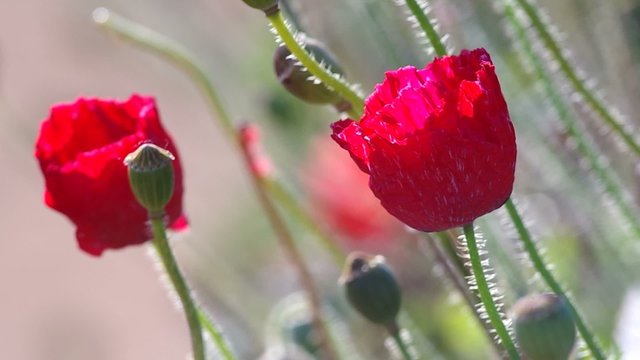 red opium poppy flowers and seed pods are  blown by gently wind