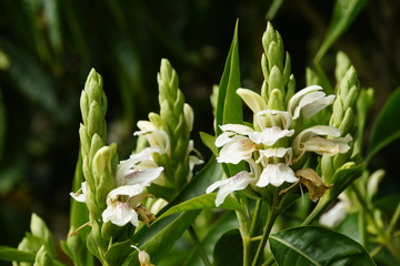 Indisches Lungenkraut (Justicia adhatoda)