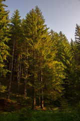 Carpathians forest, Ukraine
