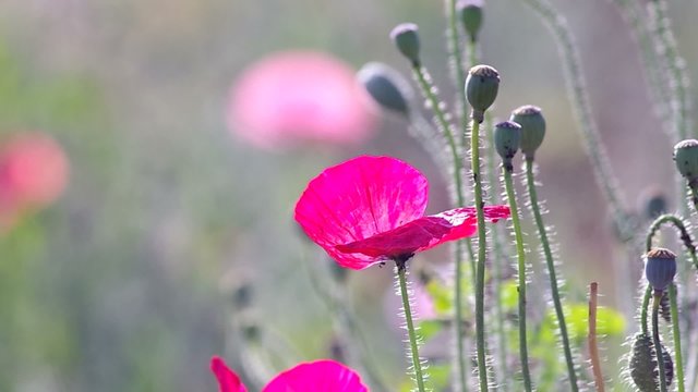 pink opium poppy flowers and seed pods are  blown by gently wind
