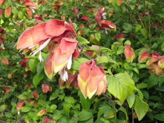 Zimmerhopfen (Beloperone guttata)