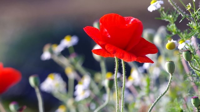 red opium poppy flower is  blown by gently wind