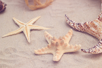 Fototapeta na wymiar sea shells with sand as background