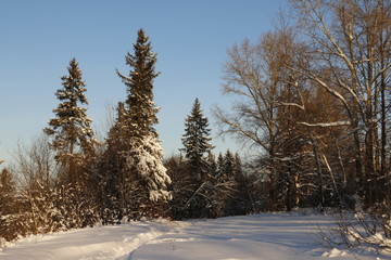 Деревья в заснеженном лесу в зимний солнечный день