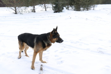 Собака немецкая овчарка на снегу зимним солнечным днем