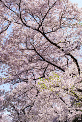 Cherry Blossom Festival