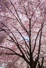 Fototapeta premium Cherry Blossom Festival