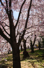 Naklejka premium Cherry Blossom Festival