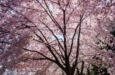 Cherry Blossom Festival