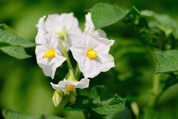 Bright white flowers on a background of green potato leaves