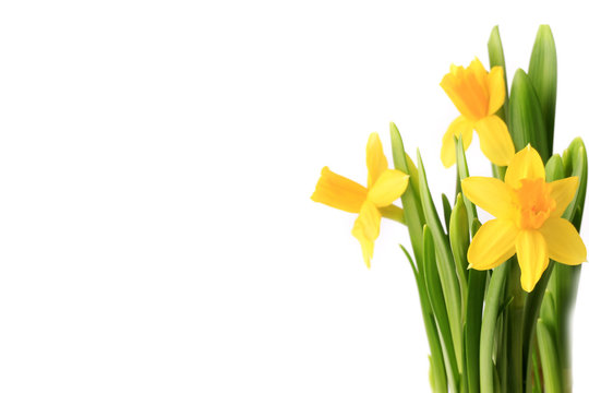Daffodils  isolated on white background spring flowers