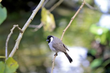 white-eared bulbul bird on a branch