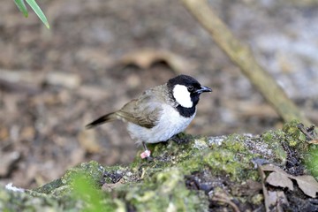 white-eared bulbul, miami zoo