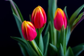 Naklejka premium Beautiful tulip flowers isolated on black background