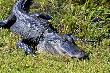Obraz premium Alligator resting, Florida Everglades