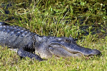 Alligator resting, florida everglades